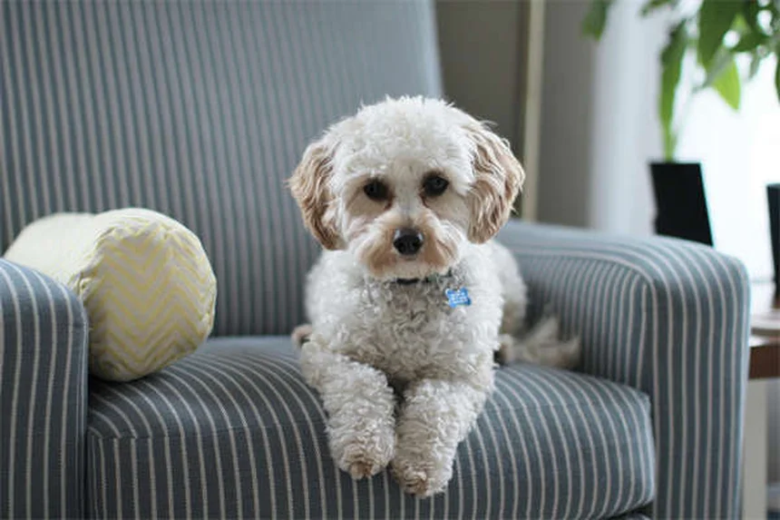 犬用食欲増進剤とは？獣医師がすすめる効果的な5つの方法と選び方
