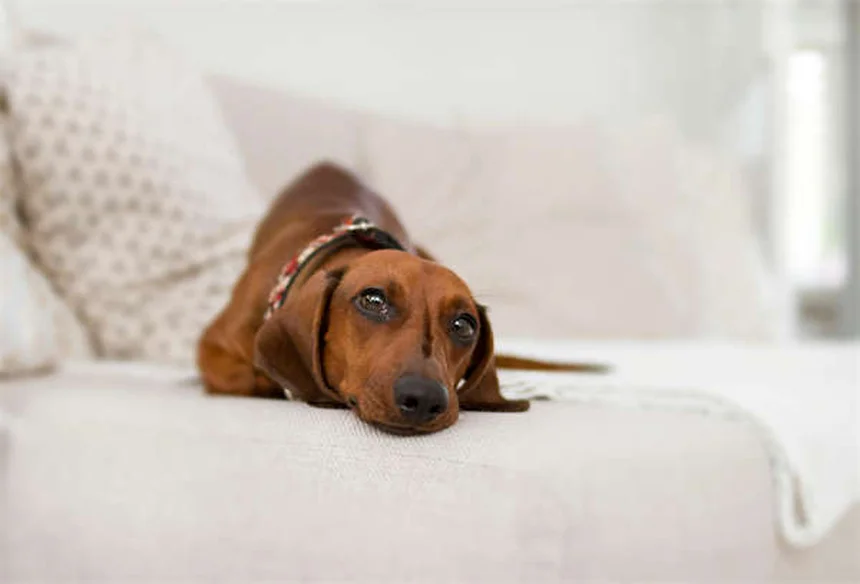 犬の車載安全対策：シートベルト・車載シート・クレートの選び方と必須のコツ