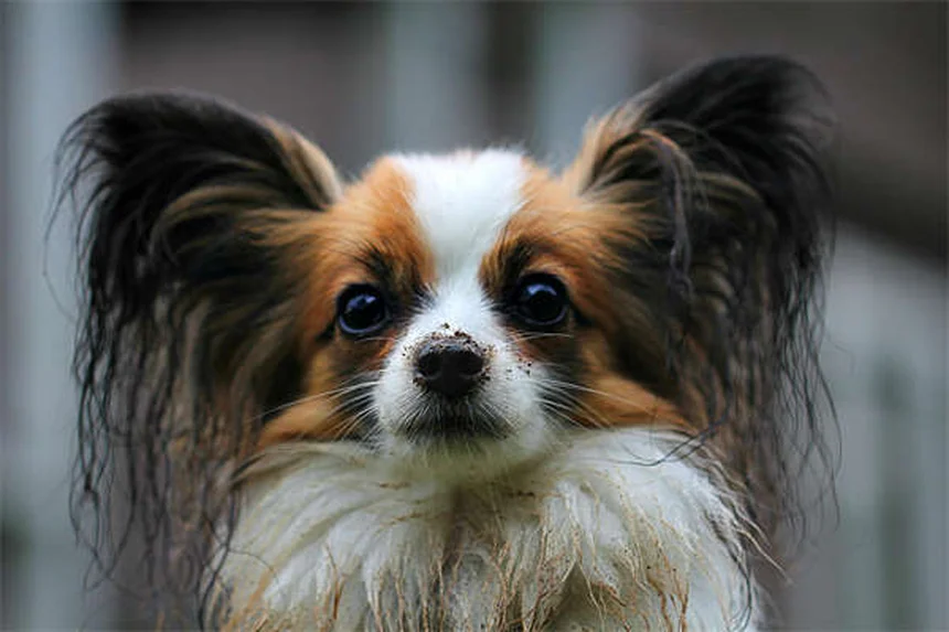 犬に「お願い」を教える方法｜飛びつき・要求吠えを解決するマナーしつけ