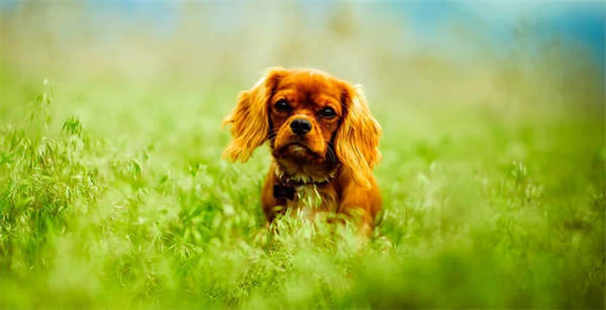 ベロクロ犬とは？原因と愛犬の自立を促す7つの対策