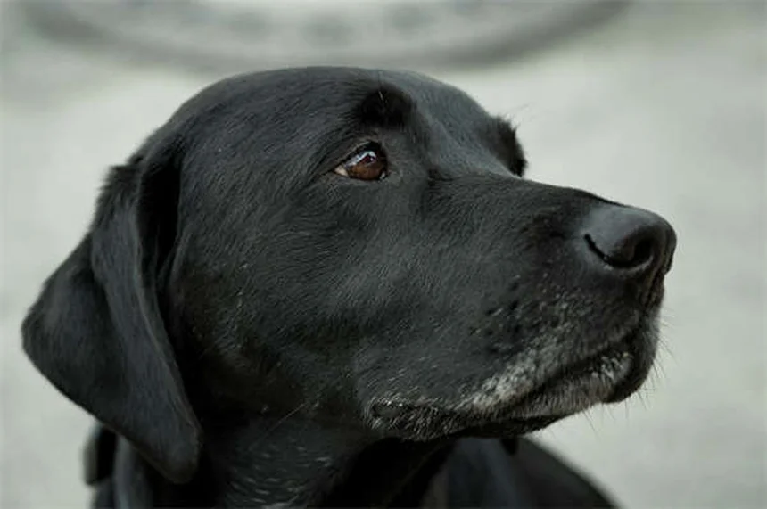 犬の散歩と庭遊びのベストバランス｜心も体も満たす賢い組み合わせ方