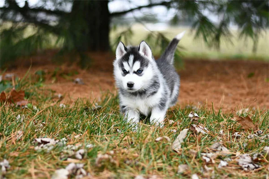犬の散歩と庭遊びのベストバランス｜心も体も満たす賢い組み合わせ方
