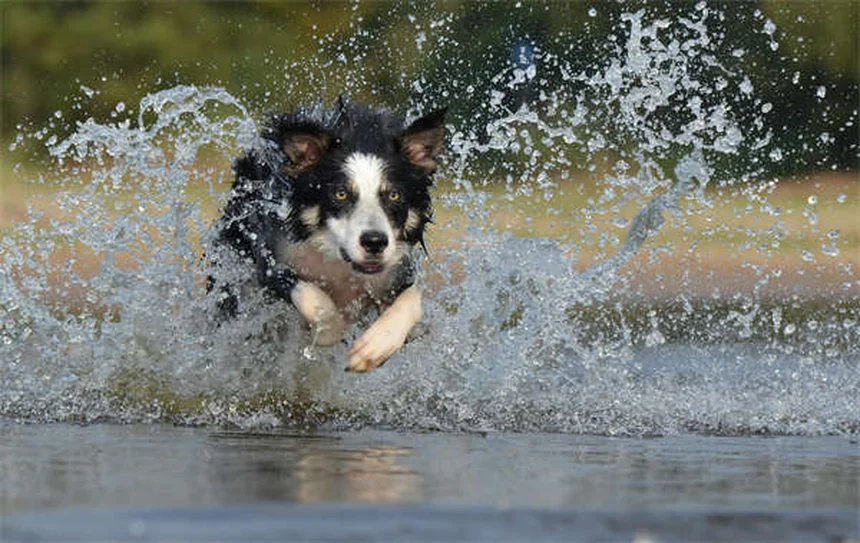 犬のうんちの放置は危険！庭を安全にする5つの鉄則と意外なリスク