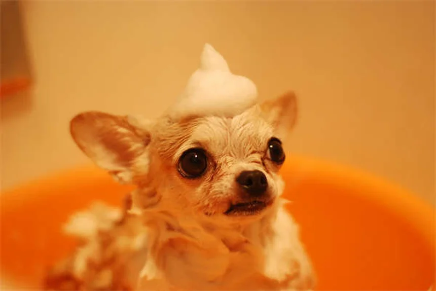 犬のプレイドライブとは？問題行動を安全に管理・活用する7つの方法