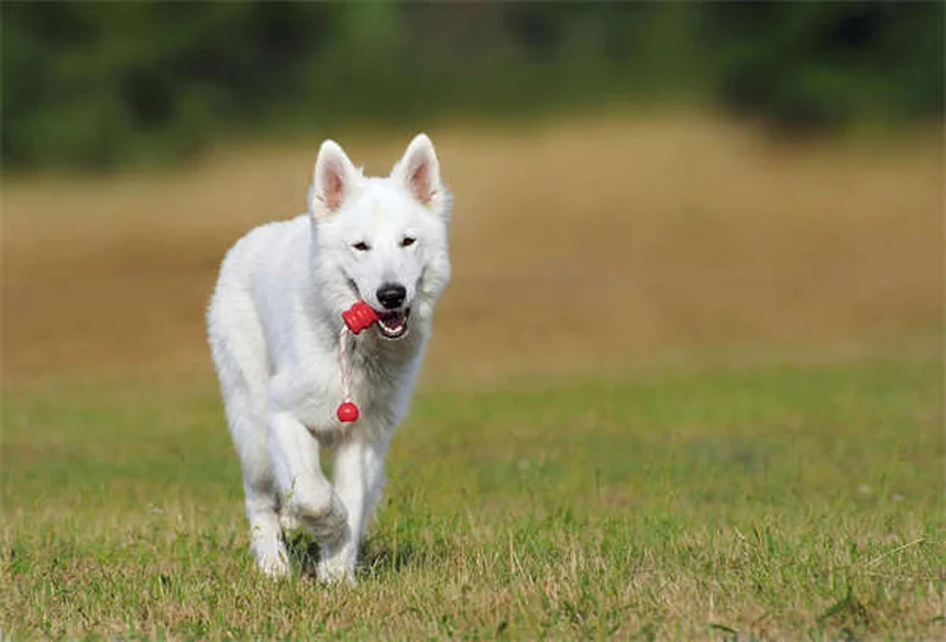 犬のプレイドライブとは？問題行動を安全に管理・活用する7つの方法