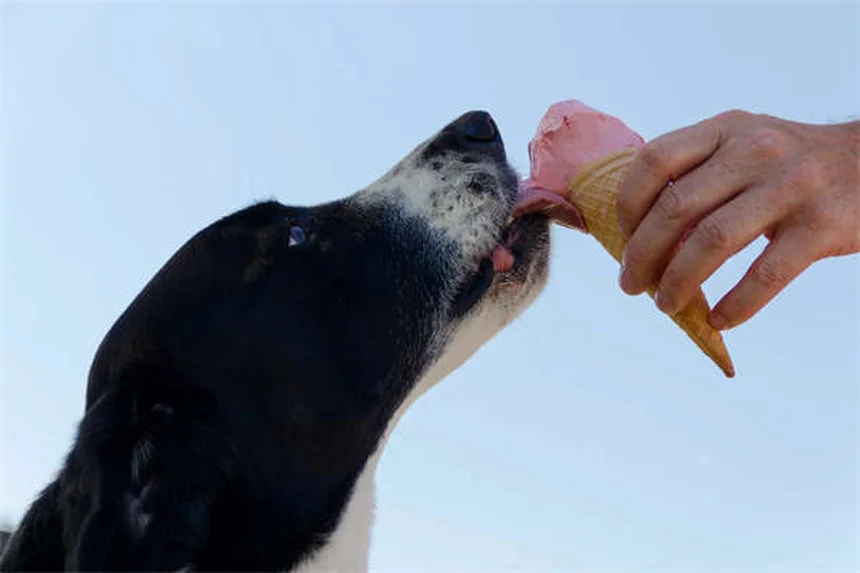 馬の狂犬病とは？症状から予防接種まで徹底解説