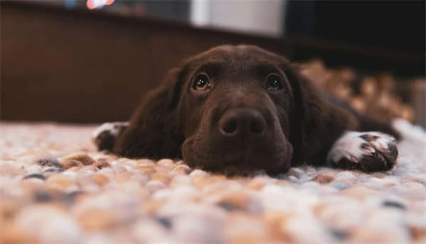 馬の狂犬病とは？症状から予防接種まで徹底解説