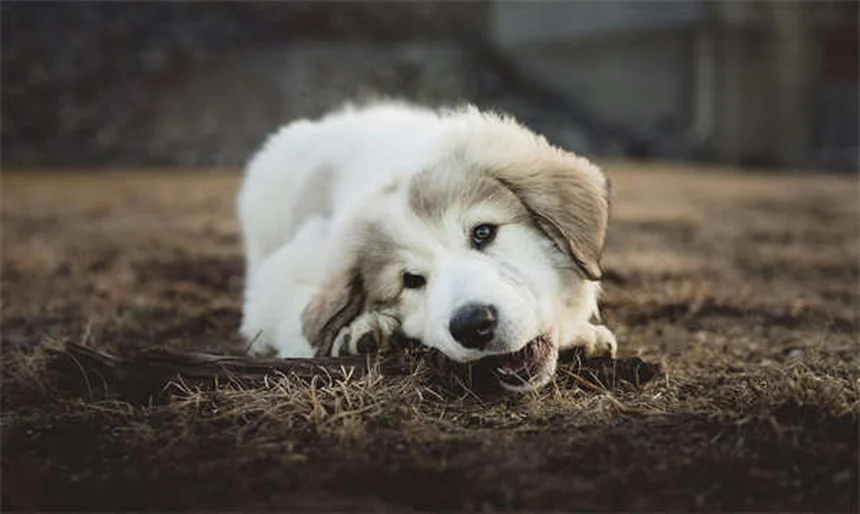 犬の帝王切開とは？費用から生存率まで知っておくべき全て
