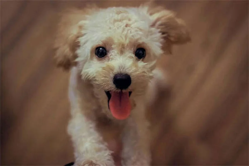 子犬のヘルニアとは？原因・症状から治療法まで獣医師が解説
