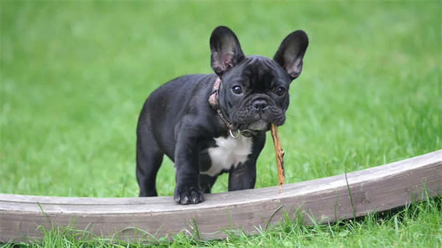 犬の分離不安対策5選！新学期の留守番ストレスを解消する方法