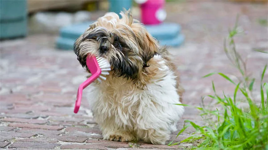 犬の分離不安対策5選！新学期の留守番ストレスを解消する方法