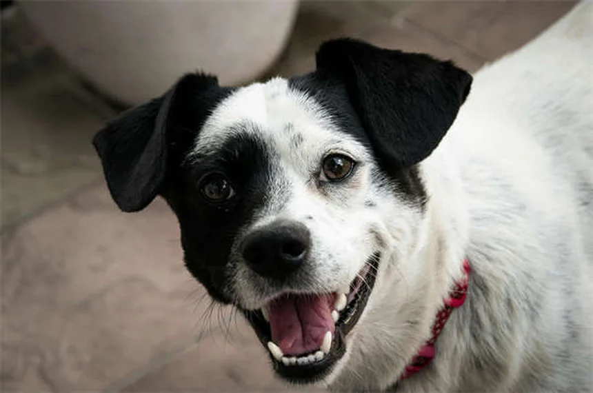 犬の不安にベナドリルは効く？獣医師が教える本当に効果的な5つの方法