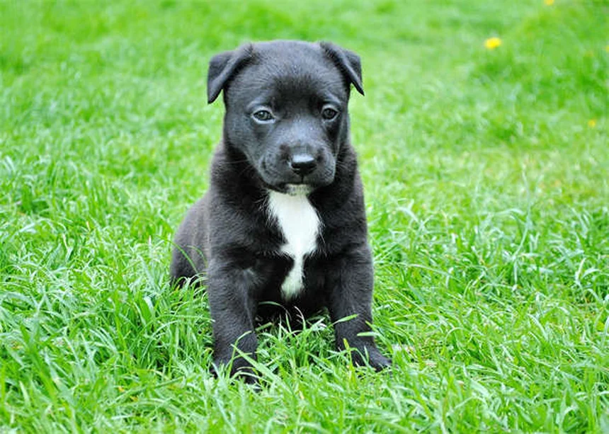 犬が何でも舐める理由とは？5つのケース別原因と正しい対処法