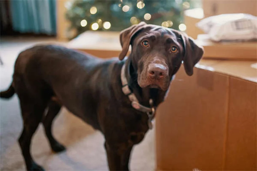 アミトリプチリンとは？犬・猫の不安・痛みに使う薬の効果と副作用