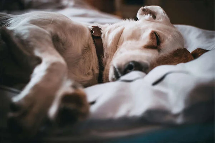 ベナゼプリルとは？犬猫の効果と副作用を獣医師が解説
