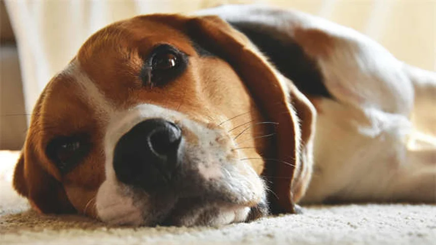 ベナゼプリルとは？犬猫の効果と副作用を獣医師が解説