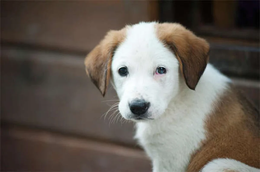 ベナゼプリルとは？犬猫の効果と副作用を獣医師が解説