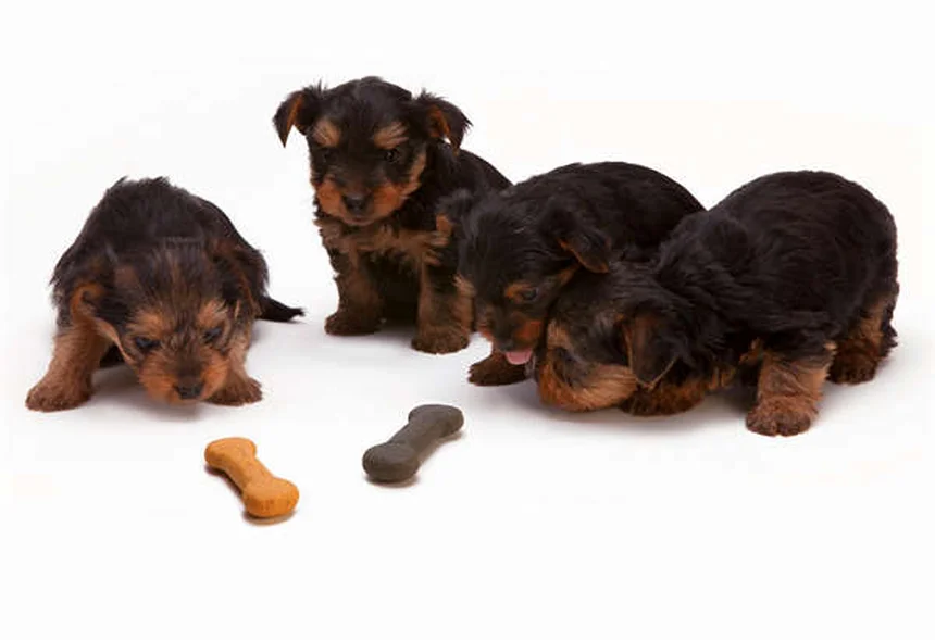 フェレットの脾臓腫大の真実 80%は治療不要！見極めるべき症状とは