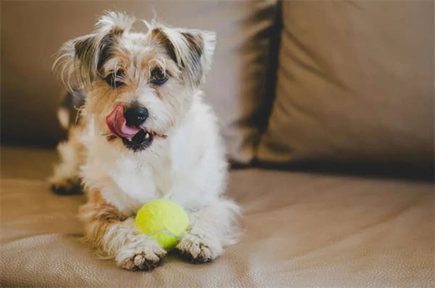 子犬の6〜9ヶ月、思春期のしつけとケアを徹底解説
