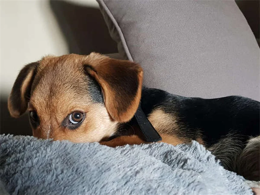 犬の運動後に絶対やるべきケア5選！私が実践する愛犬の健康ルーティン