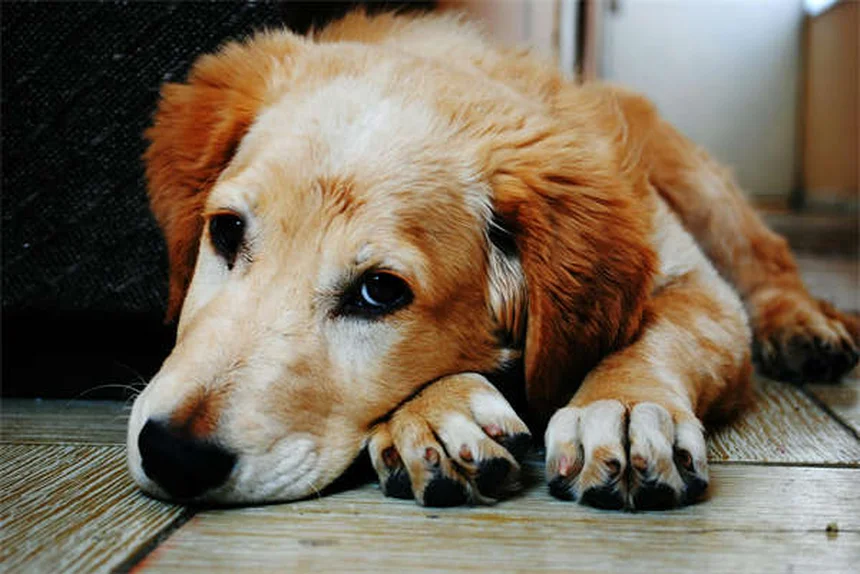 子犬と子猫の正しい抱き方 獣医師が教える安全な方法とNG例