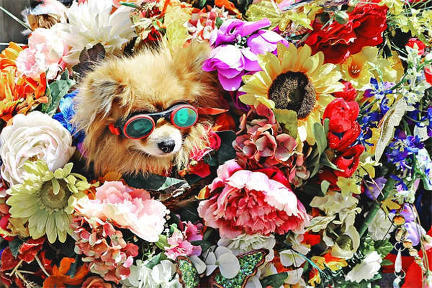 犬用スロープとステップ、関節を守る賢い選び方5つ