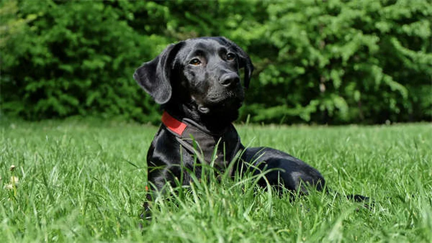 犬の手術、選択的と必要な違いは？判断基準と獣医師のアドバイス
