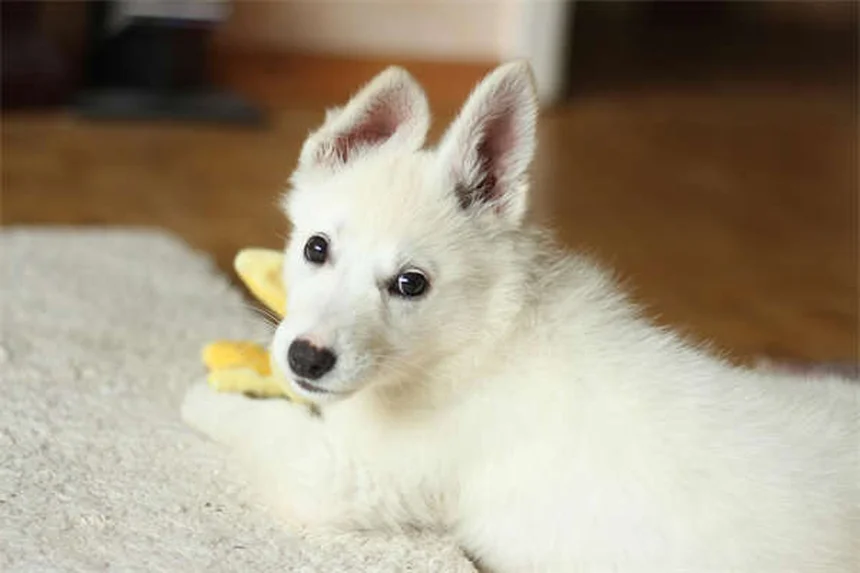 犬の手術、選択的と必要な違いは？判断基準と獣医師のアドバイス
