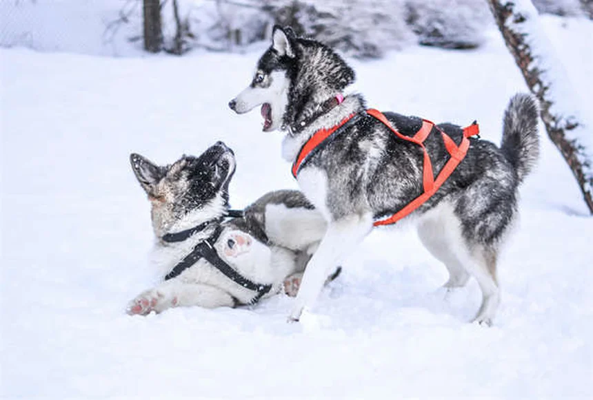 犬の分離不安症を解決する5つのステップと専門家のアドバイス