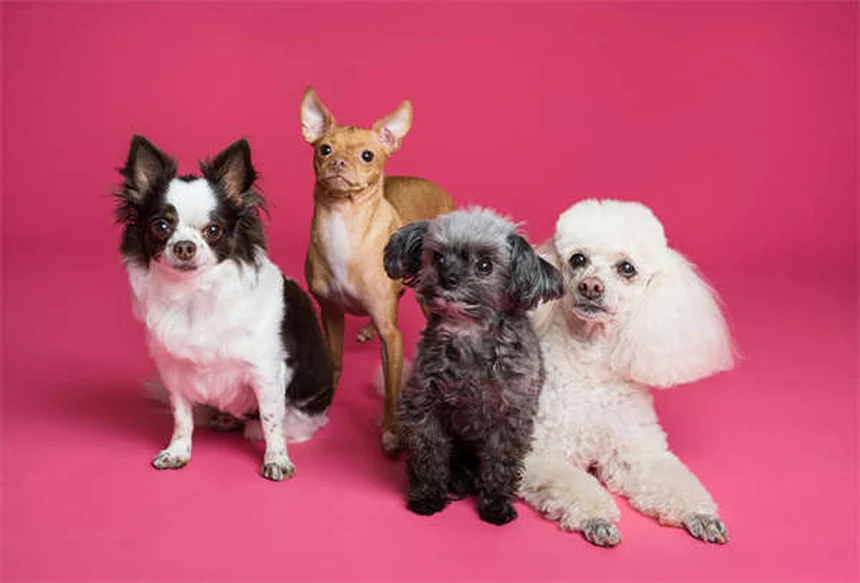 犬の心糸虫予防、なぜ年間通して必要？その理由を解説